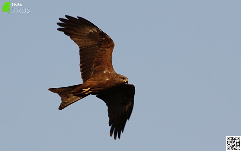 Black Kite